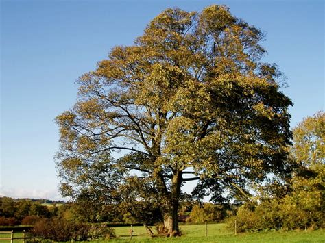 Erable sycomore : plantation et culture .